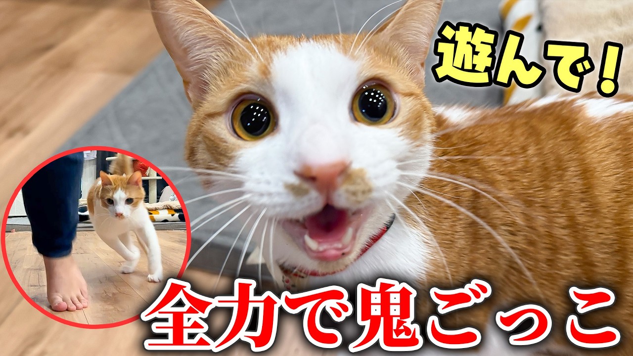 どうしても飼い主と”鬼ごっこ”したい猫と全力で遊んでみたら…。