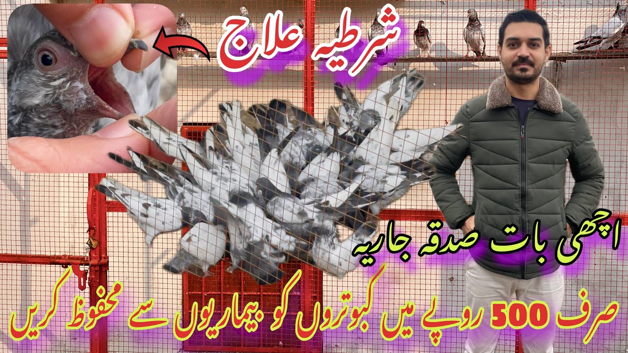 Lakhon k kabotaron ka ilaj sirf 500 me 😍😍 How to Use medicine for canker& other diseases 