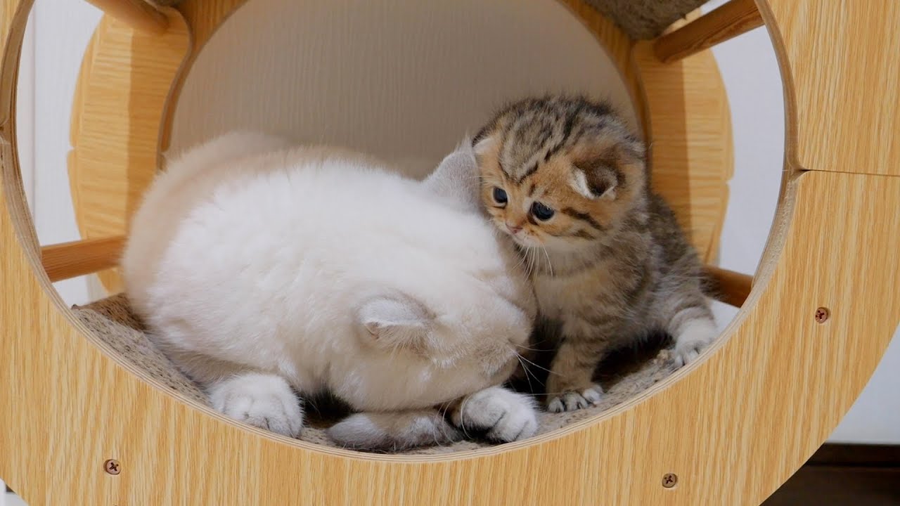 Реакция котенка, когда она впервые подошла к своему папе-коту, была такой милой!