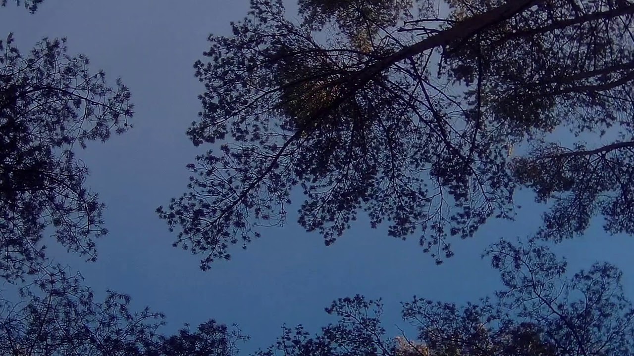 The Opposition - First Thing