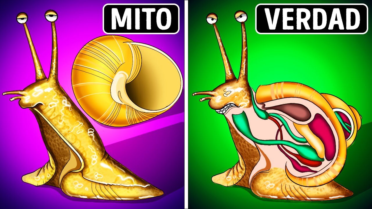 Los caracoles nacen con concha + otros mitos que nunca googleaste