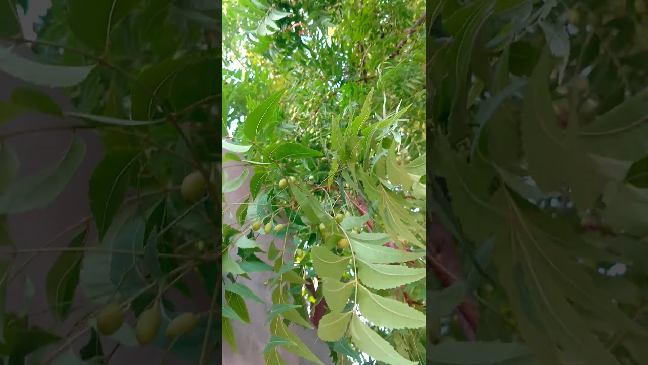 Neem🌲Tree And Neem Fruits .#fruiting #shorts #shortvideo #4k #shorts