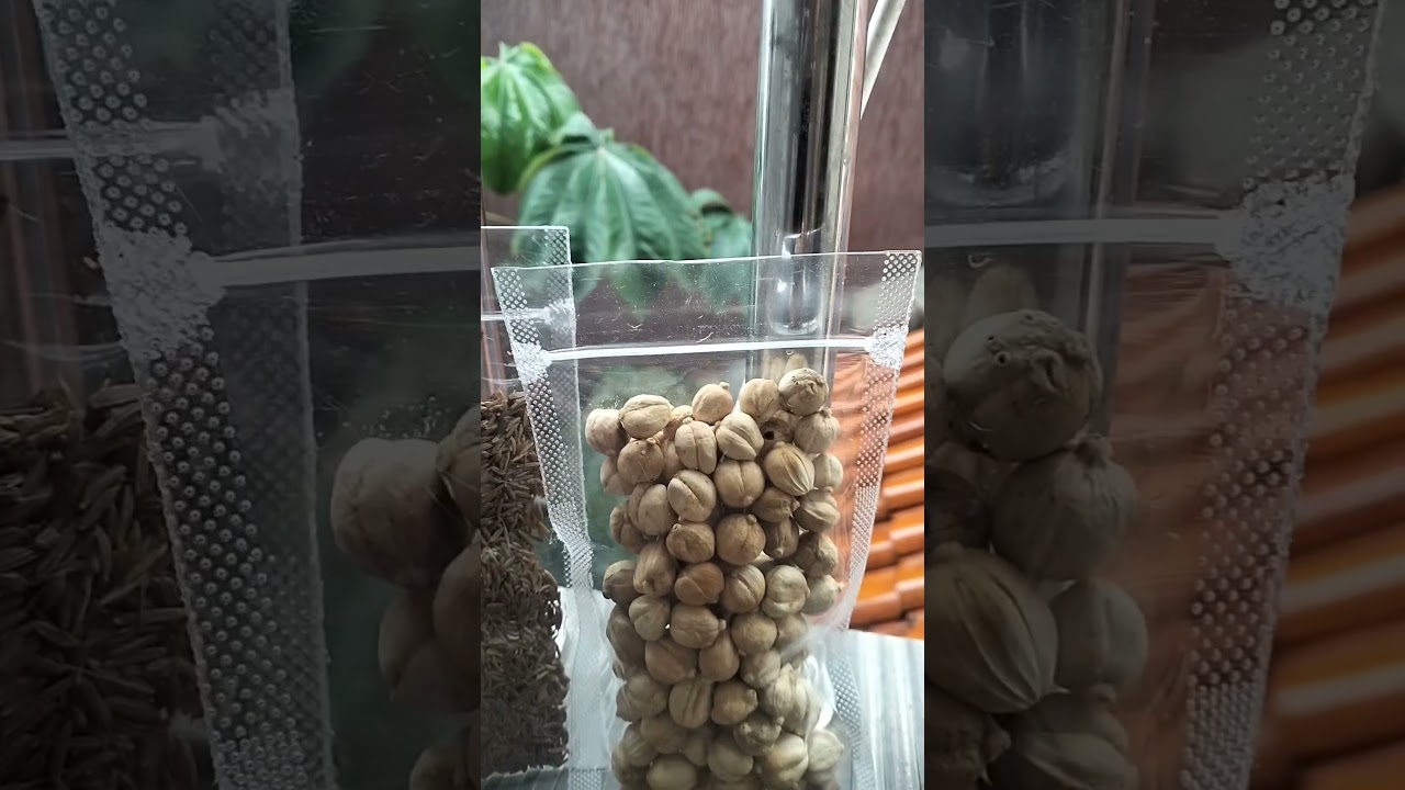 rempah alami hasil bumi indonesia kekayaan alam Indonesia dan di tanam oleh petani Indonesia