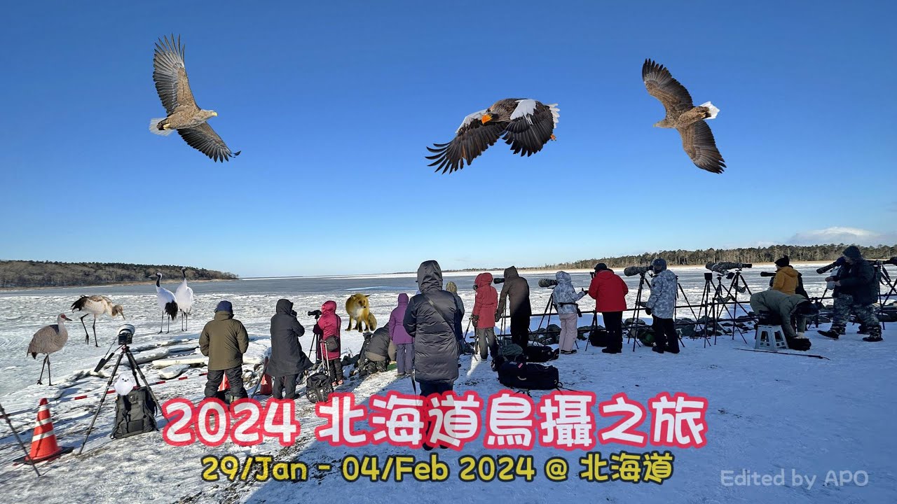 2024 北海道鳥攝之旅