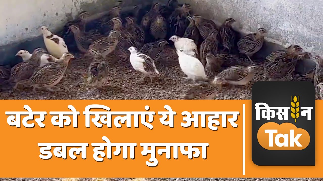 Bater Palan: बटेर पालन में चाहते हैं अच्छा मुनाफा, तो रखें उनकी डाइट का ध्यान | Kisan Tak