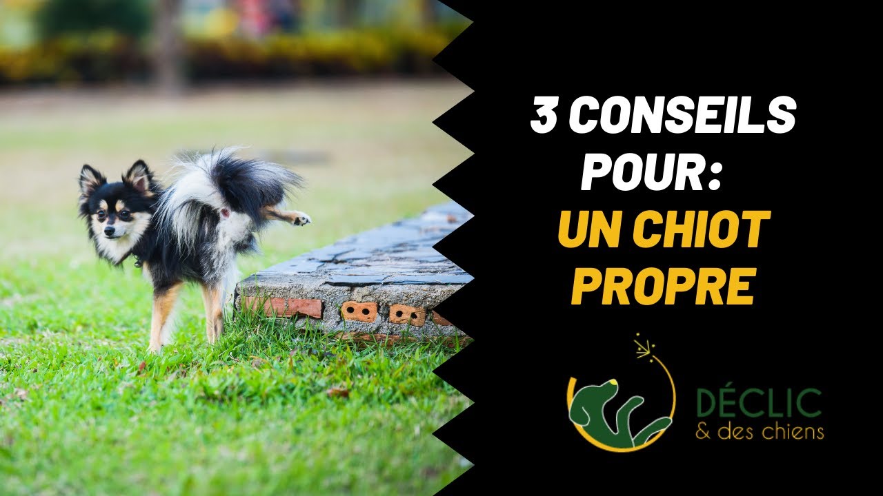 Mes 3 conseils pour savoir que faire si mon chiot fait pipi dans la maison !