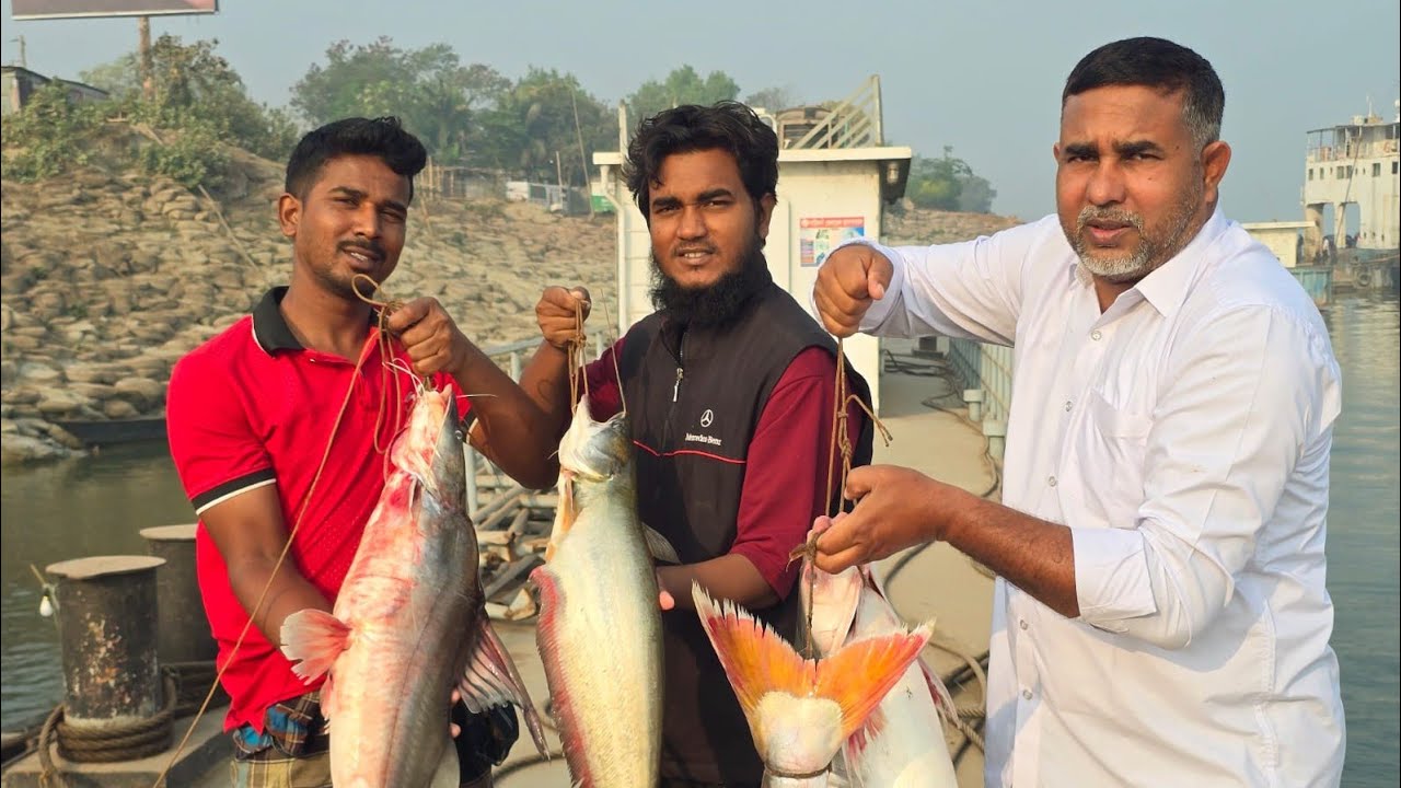 সরাসরি দৌলতদিয়া পদ্মা পাড় পদ্মার মাছের লাইভ..01712-293380..