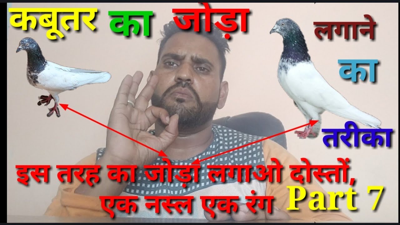 Kabutar ka joda lagane ka tarika    ,,Part 7