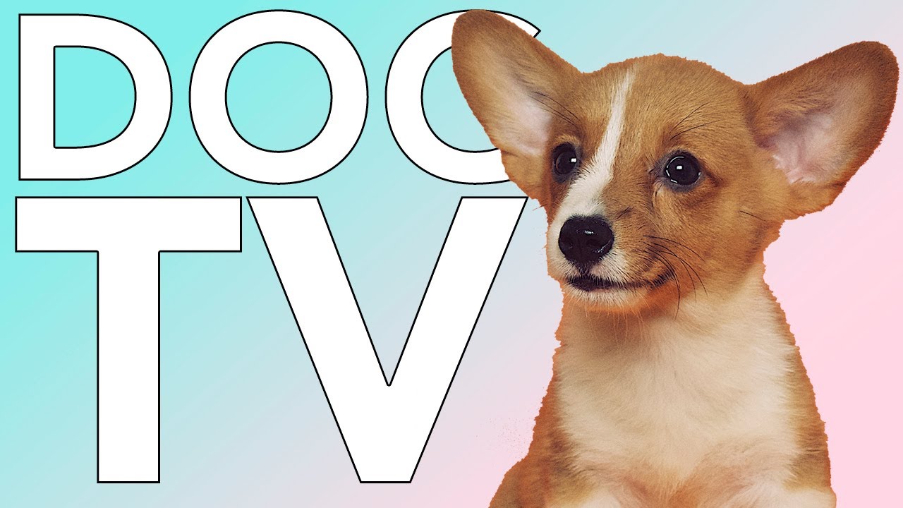 Petflix TV for Dogs! Very Entertaining Video for Dog to Watch!