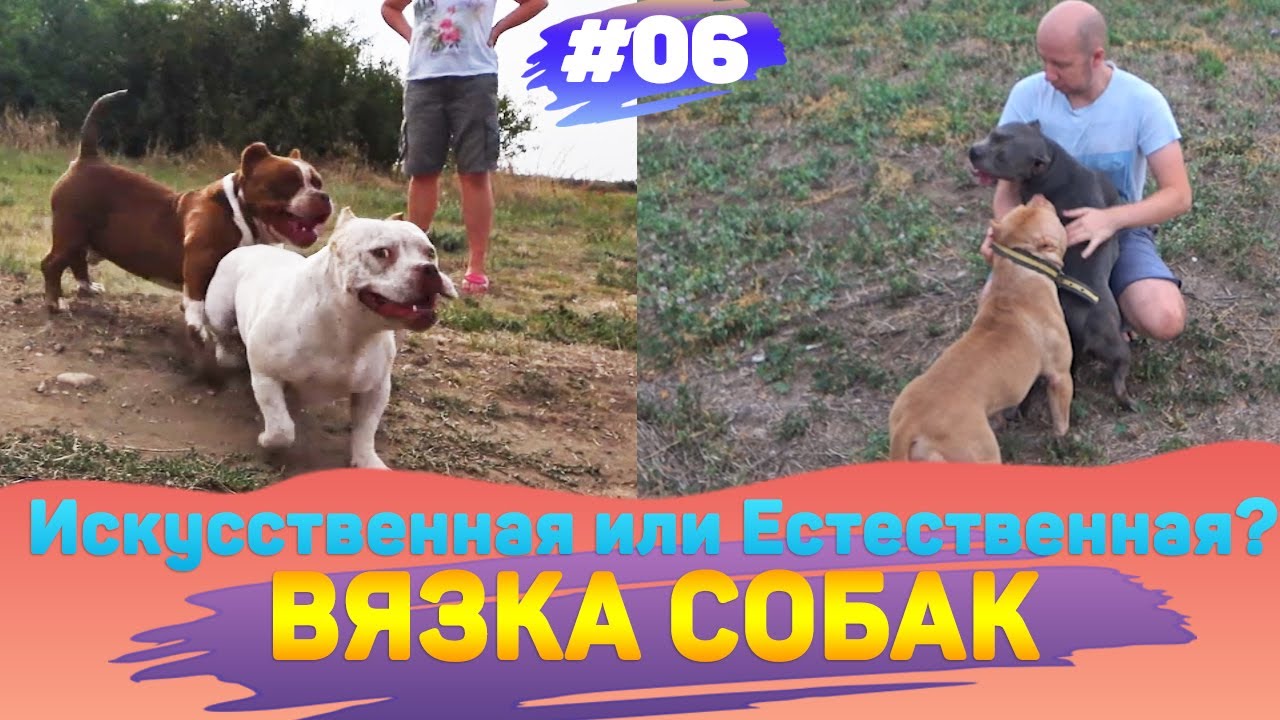 Вязка Собак. Искусственная или Естественная? Две Вязки за Неделю.