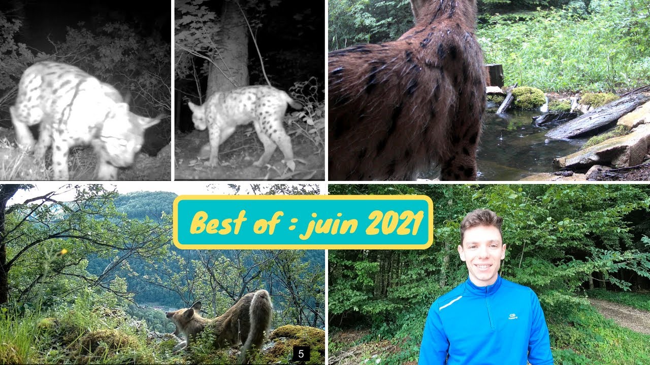 LE LYNX ET LES AUTRES ESPÈCES DE LA FORET - Best of juin 2021 - 7 caméras pièges