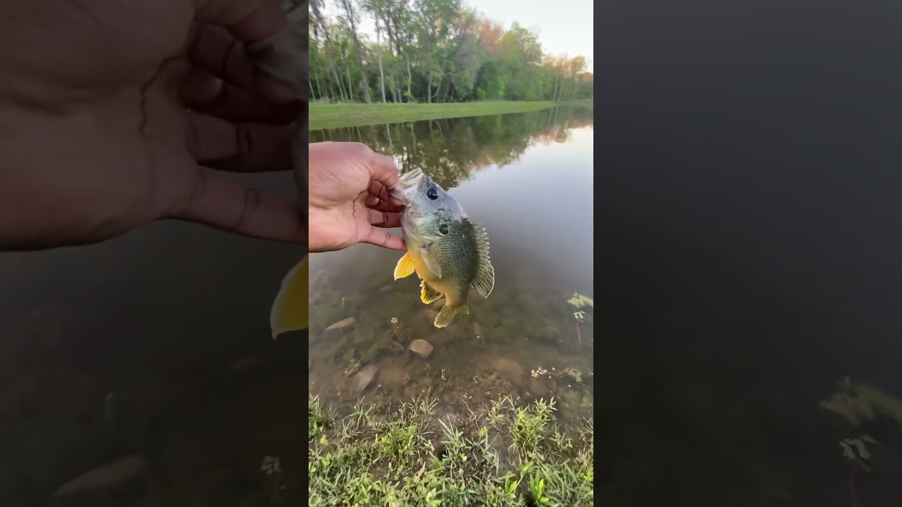 First time catching a rock bass 😁🎣