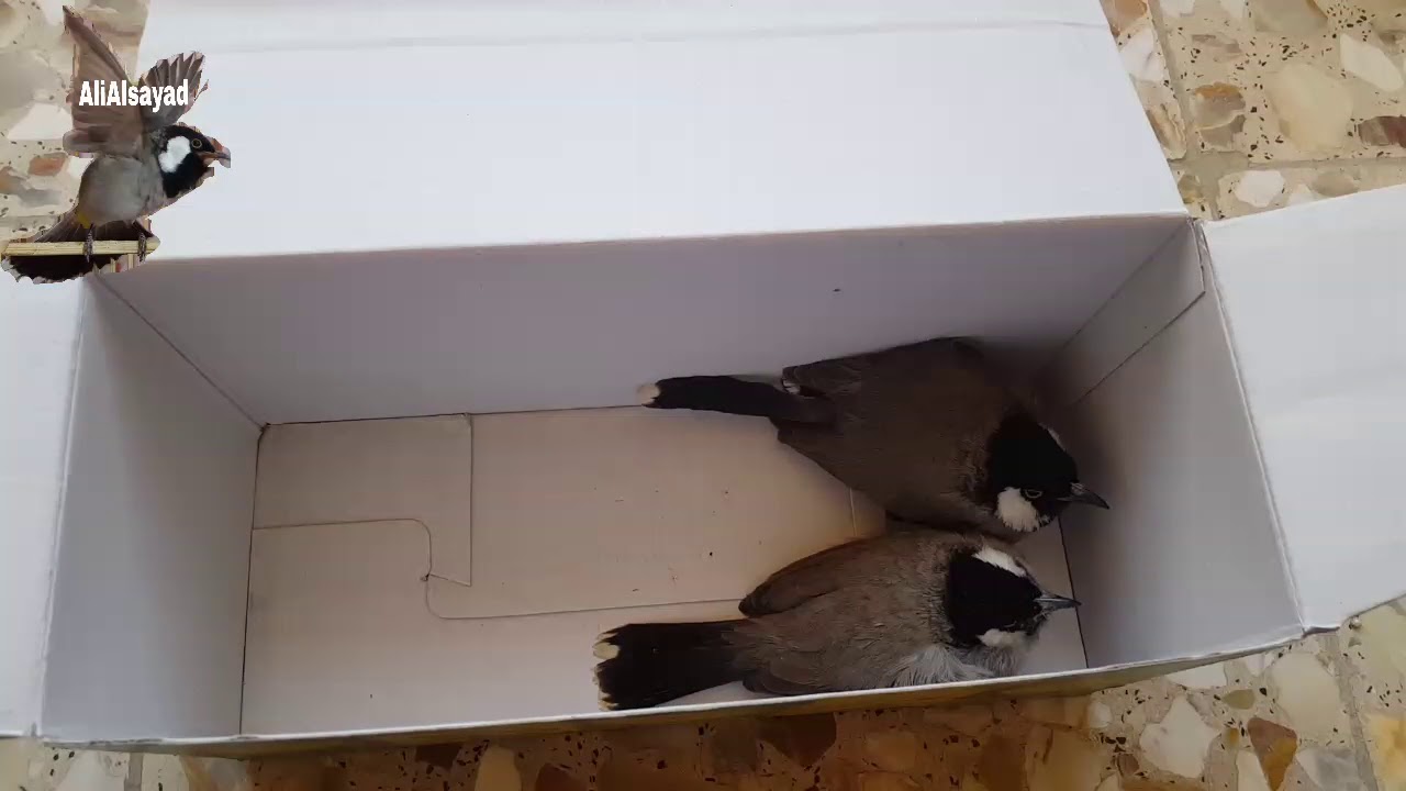بلابل علاوي أكثر خطأ يقع فيه الهواة الجدد