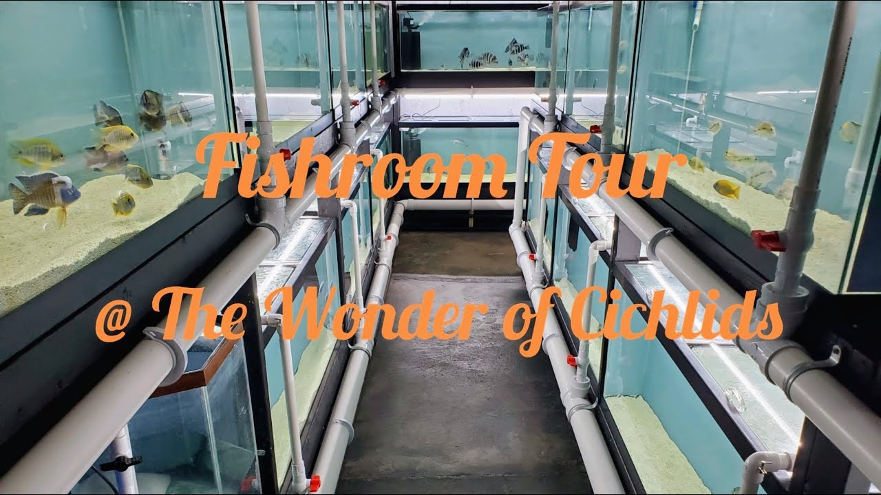 Fishroom tour with Trevor @Trevor-O-Shea