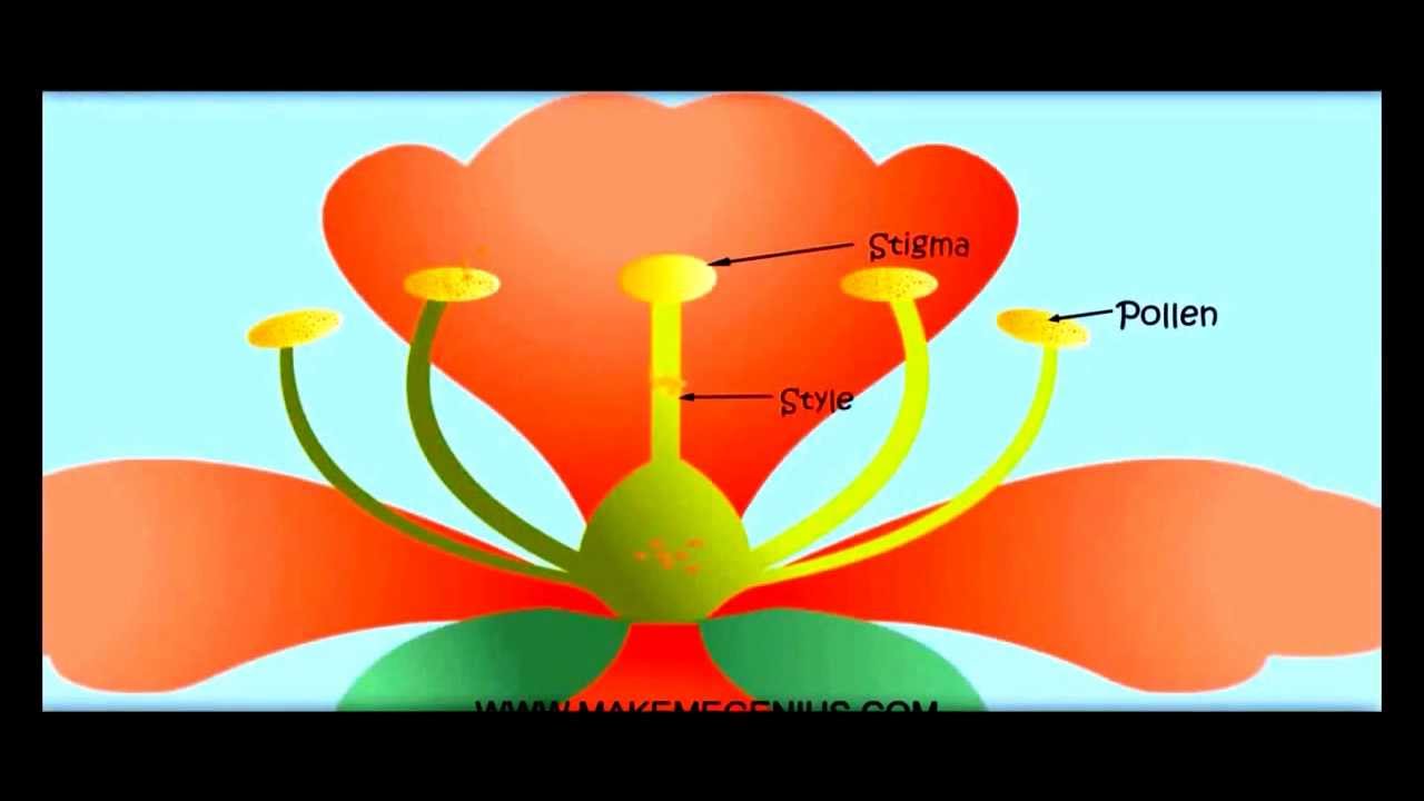 Pollination Movies for Kids in Hindi