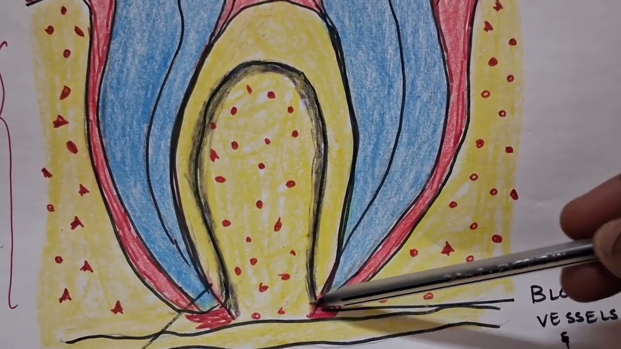 Structure of tooth 