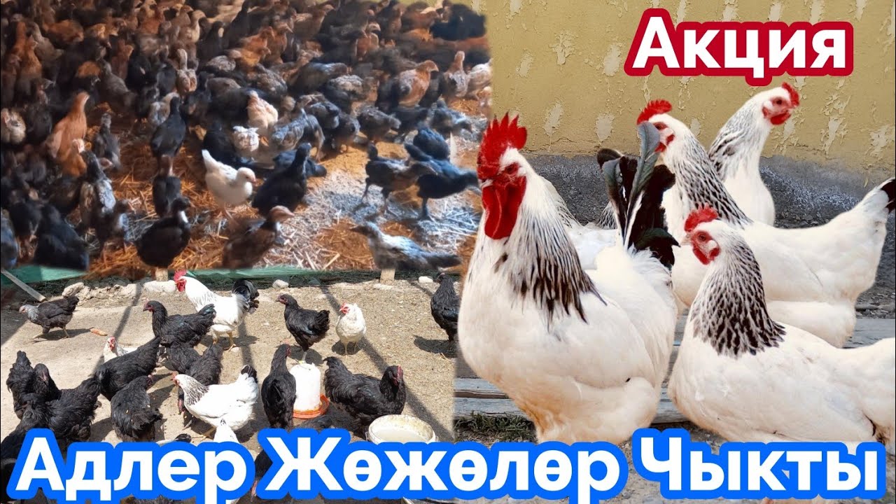 Адлер жумуртка жөжө-Заказ кылса Болот Байланыш үчүн 0775130889 2023 г.
