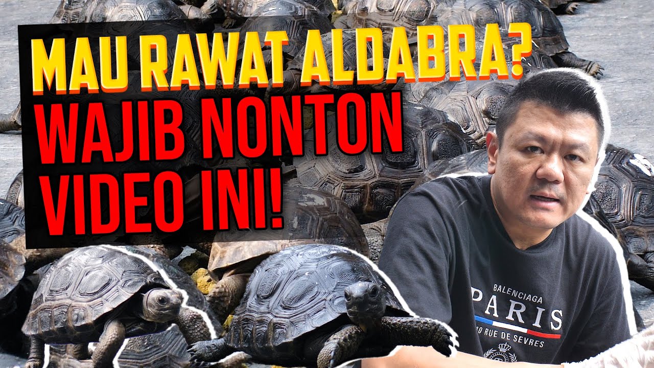 TIPS UNTUK PEMULA YANG MAU MULAI MERAWAT ALDABRA❗