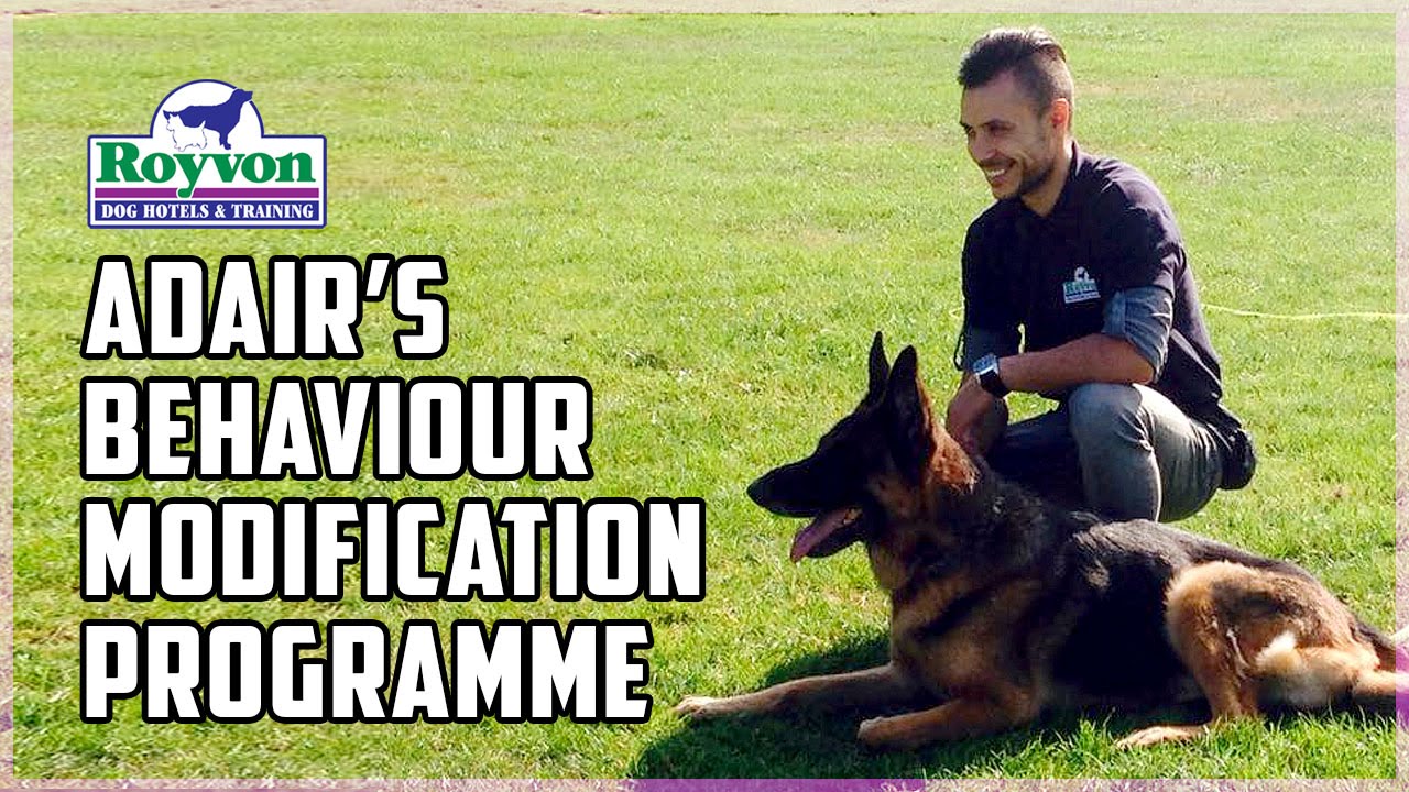 Stopping your German Shepherd from being aggressive towards other dogs