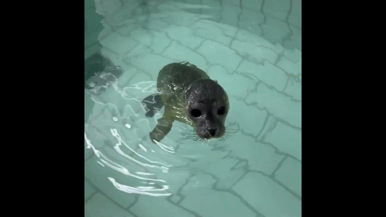 First swim of Lanny, Keep shows him how 💦
