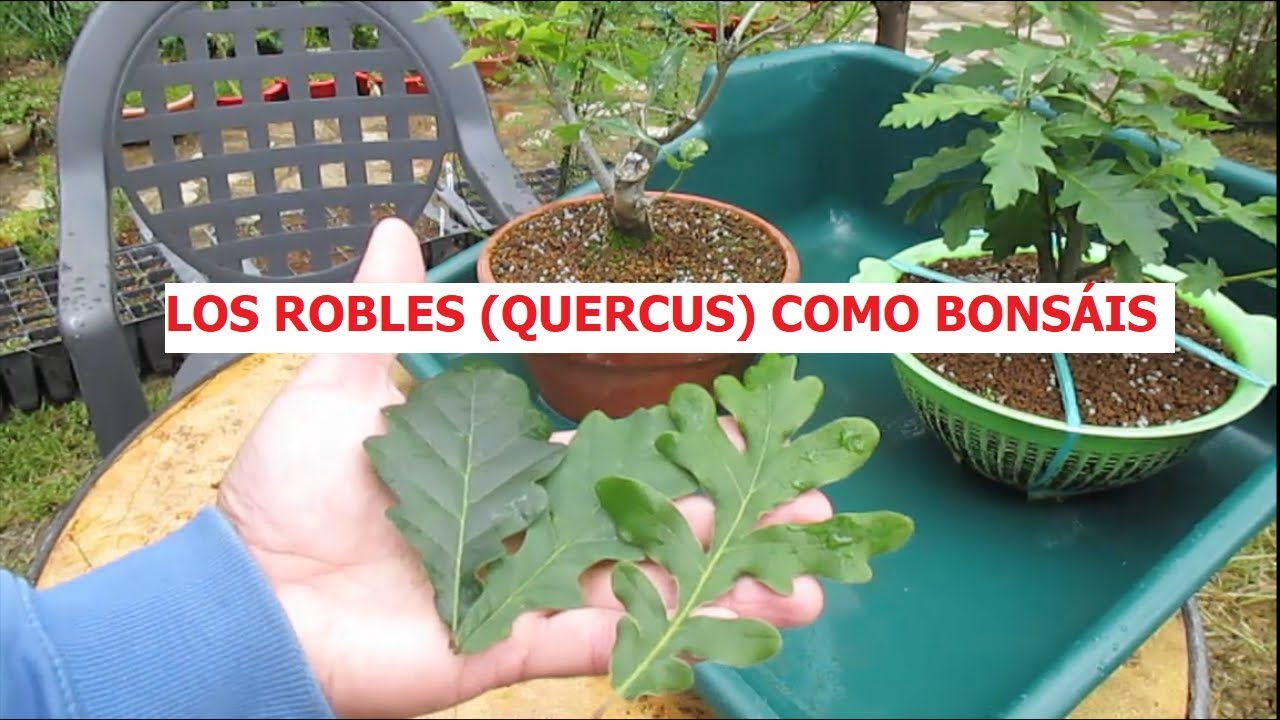 LOS ROBLES COMO BONSÁIS (FAMILIA QUERCUS) ֍ CURSO BÁSICO DE BONSÁI