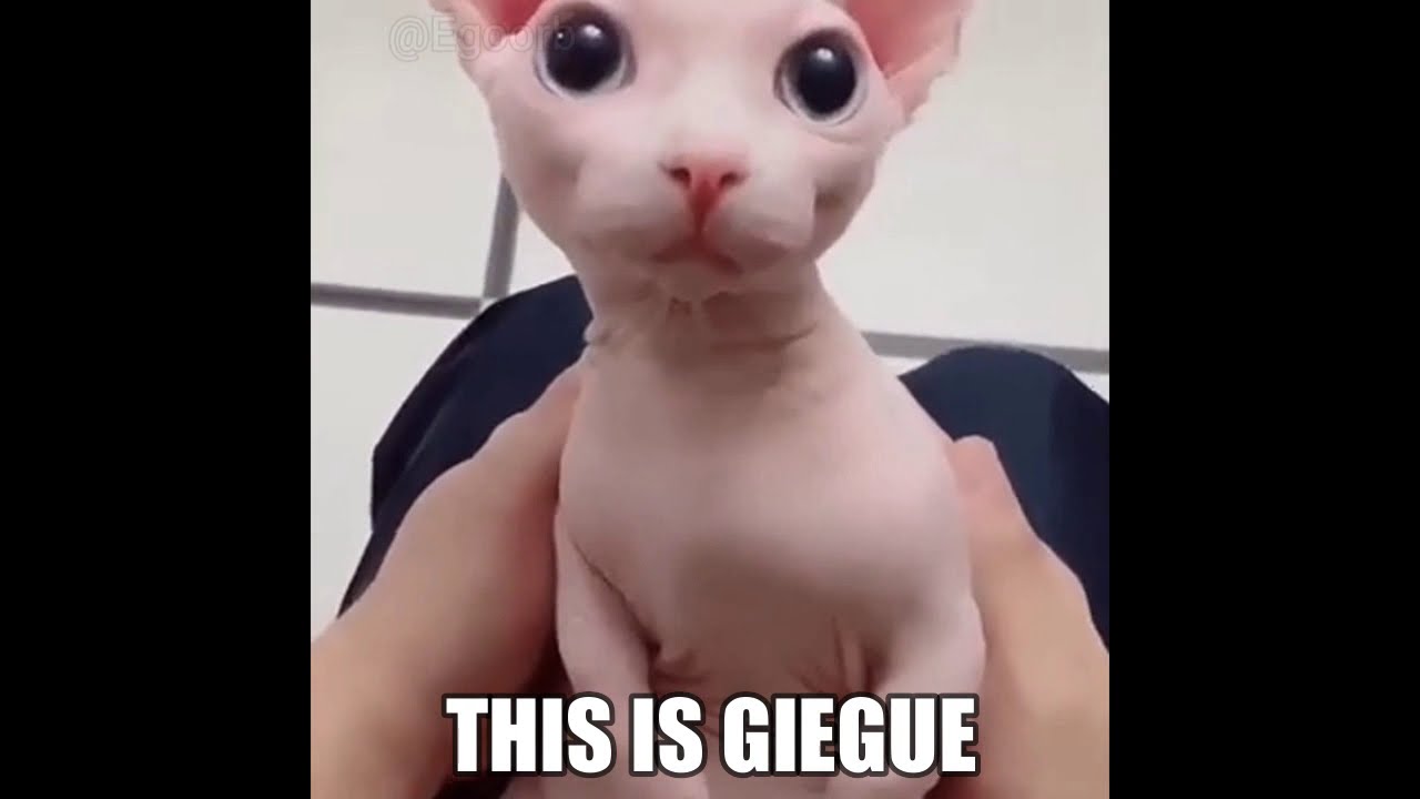 THIS IS GIEGUE