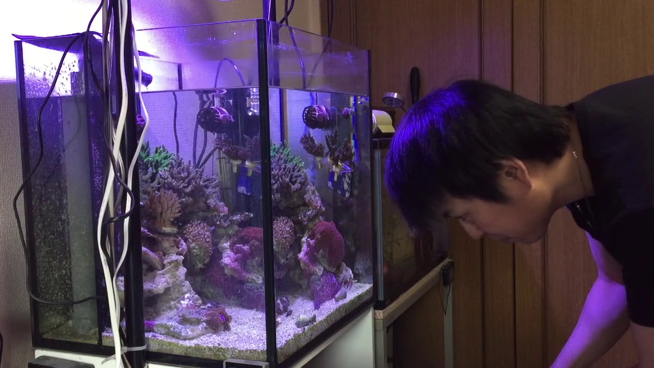 【アクアリウム】添加剤について、水替え【海水魚】