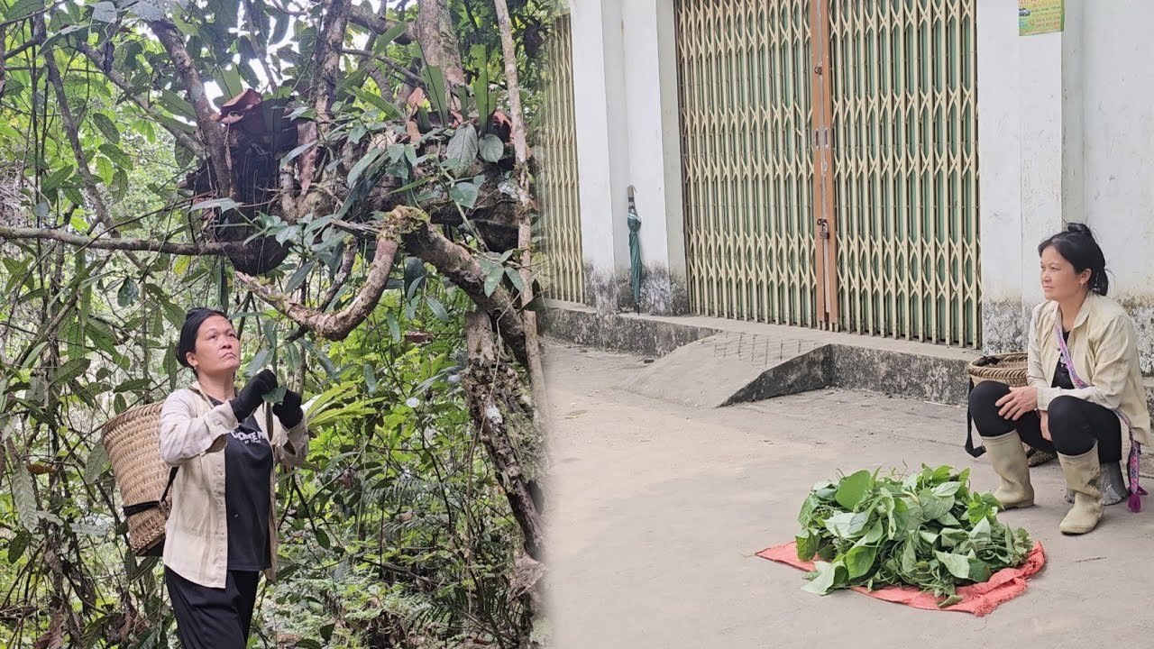 Harvesting wild vegetables in the mountains to sell