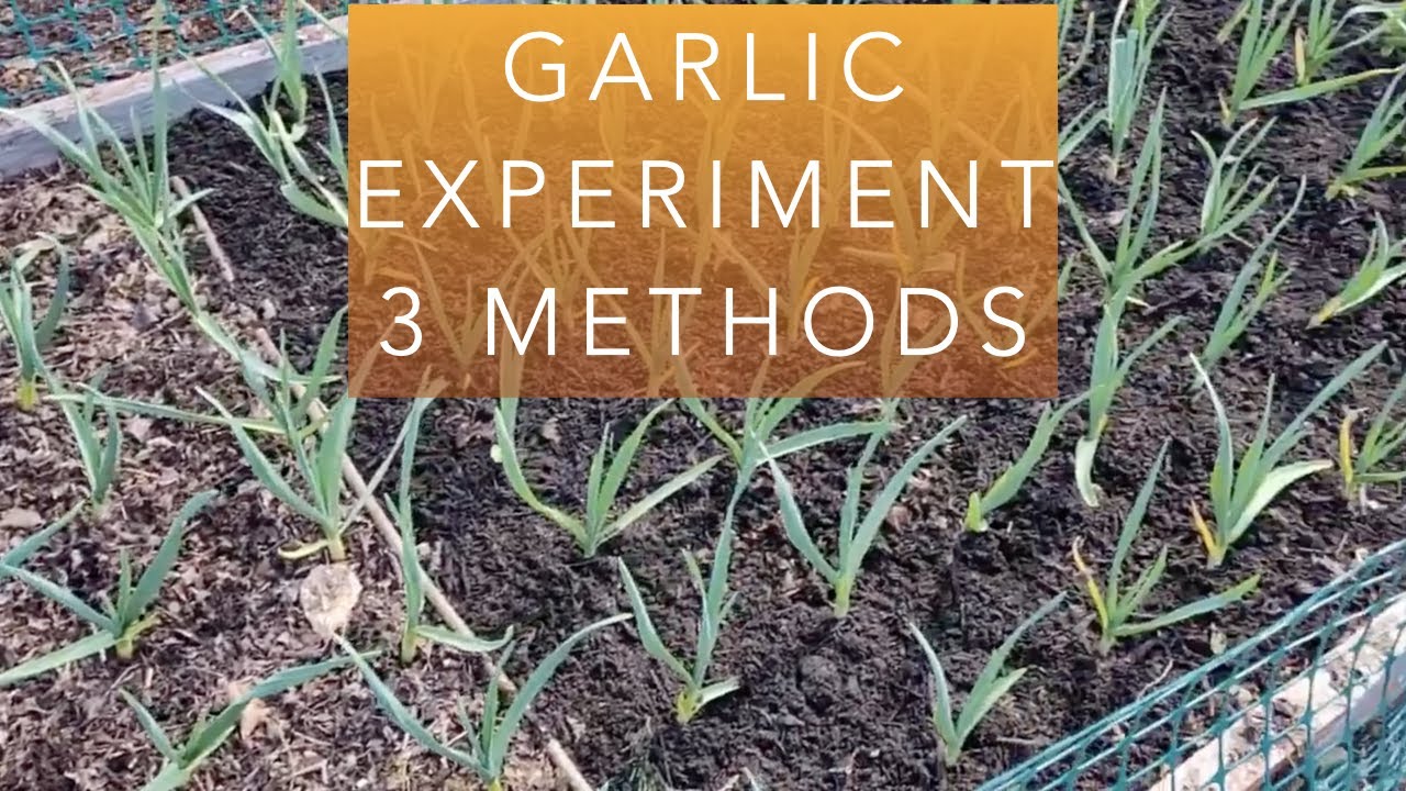 Feeding the garlic, starting an experiment & improving the wood chip pathways