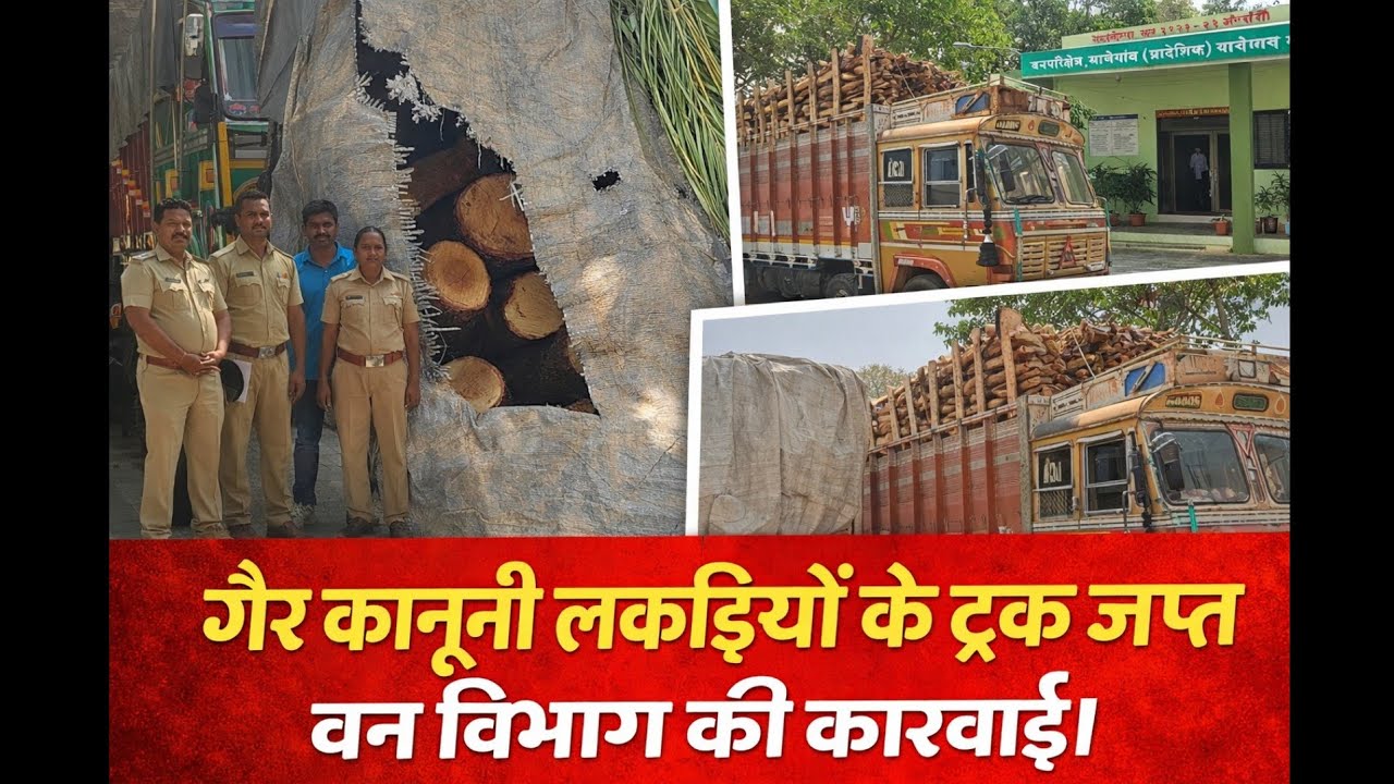 MALEGAON FOREST DEPARTMENTS KI BADI KARWAIE. 9 LAKDIYON SEY LADEY TRUCK JAPT।