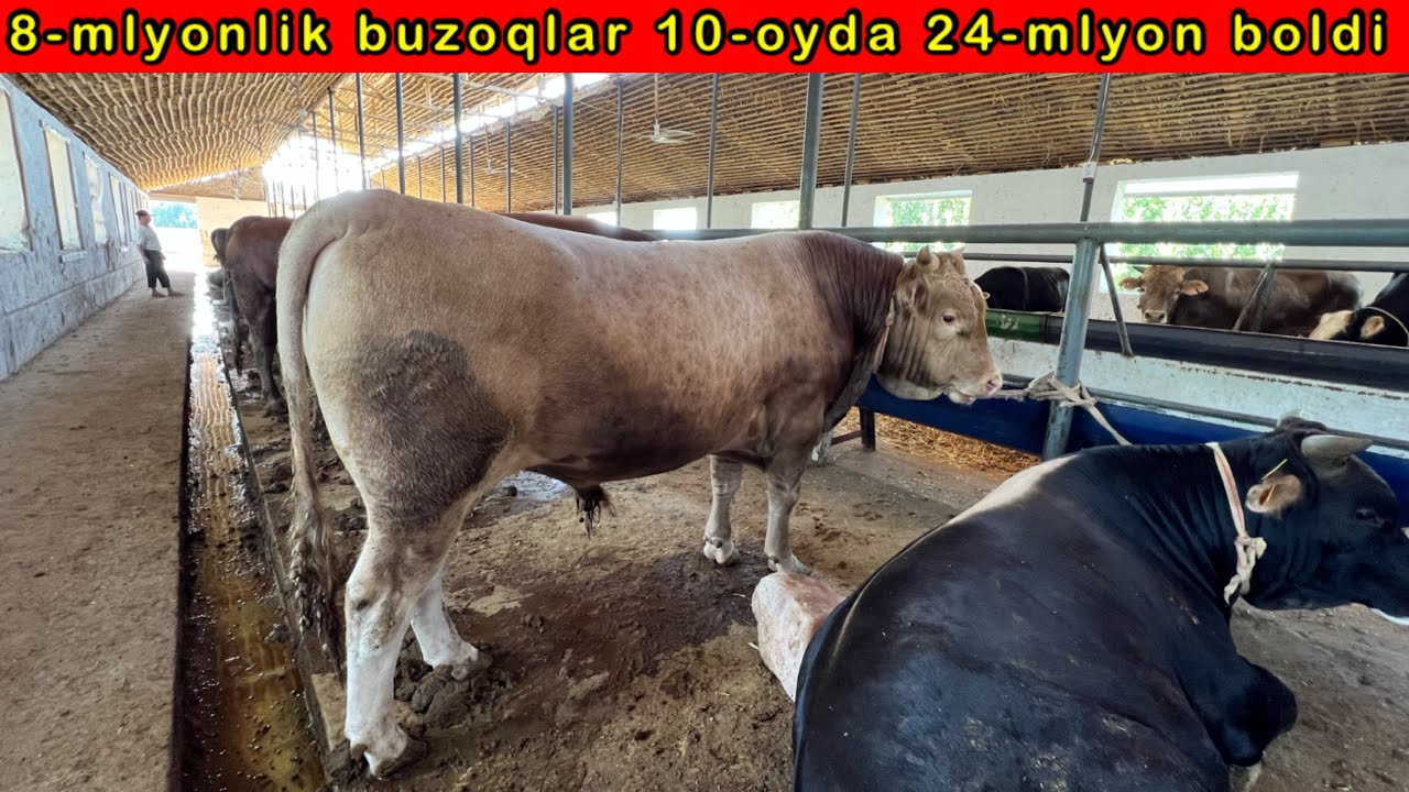 120-ta BUQA BOQISH SIRLARI KORING MAZZA QILING ☎️91-111-74-44