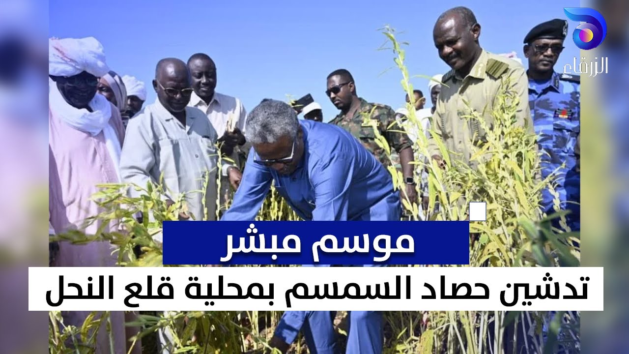 موسم مبشر… تدشين حصاد السمسم بمحلية قلع النحل || أرض الخير