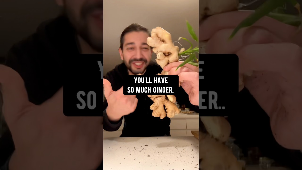 DIY Ginger Root | creative explained