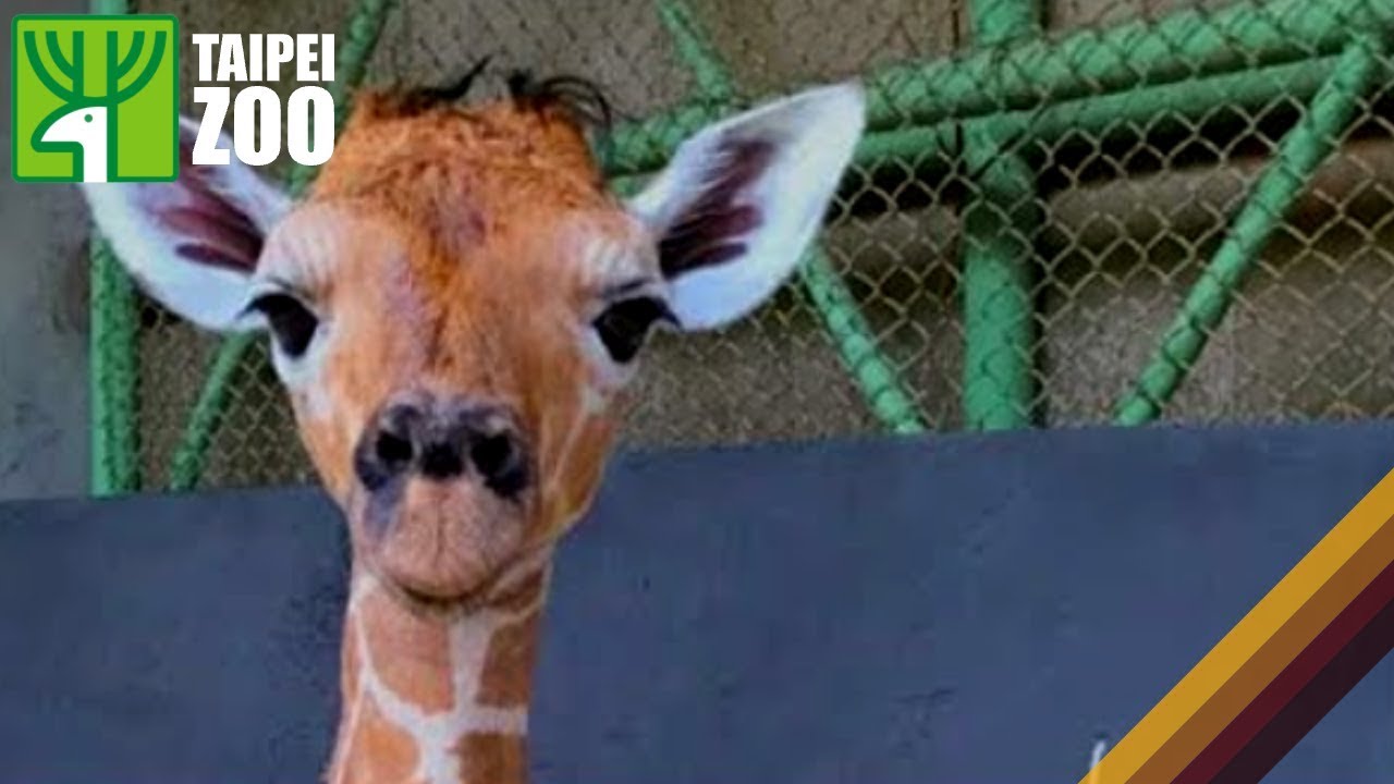 長頸鹿「小麥」首次當媽媽、新生寶寶尚未脫離險境！/ Giraffe Xiao Mai Gives  Birth (Eng Sub)