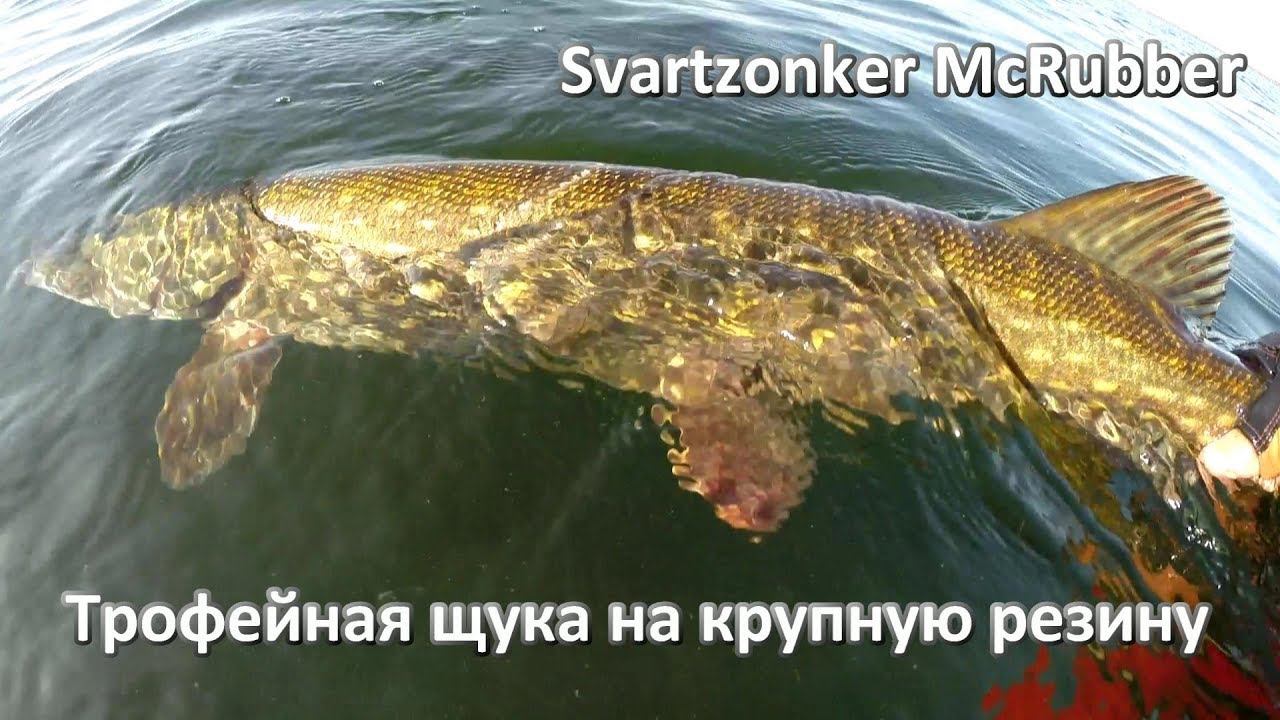 Трофейная щука на крупную резину Svartzonker McRubber