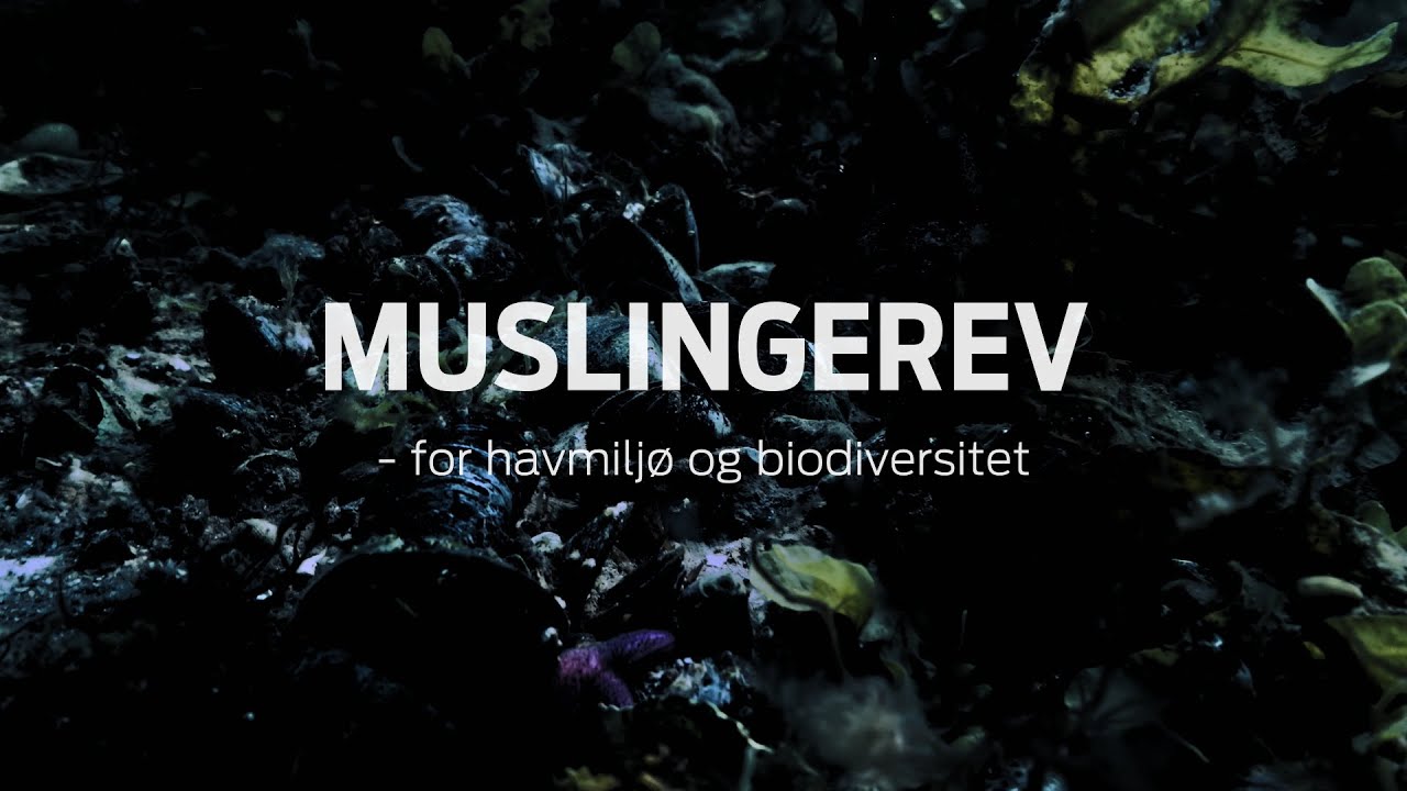 Muslingerev – for havmiljø og biodiversitet