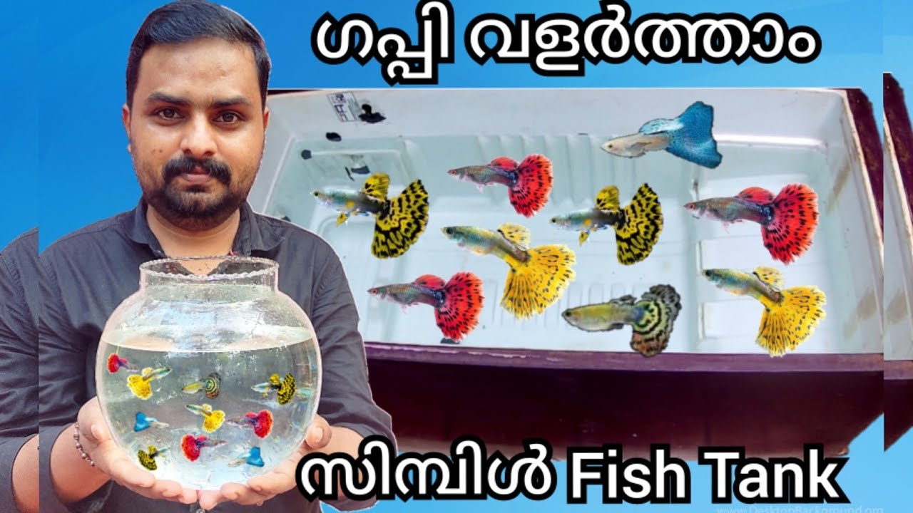 ഗപ്പി മീനുകൾക്കായി Fridge Box Aquarium | Aquarium Making | Guppy Tank making Malayalam | A4Anglers