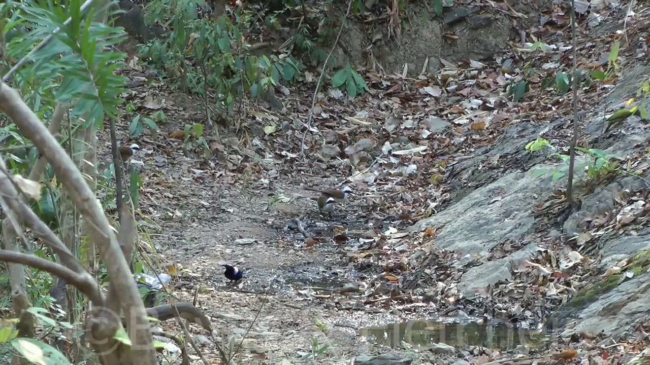 White-crested Laughingthrush (G. leucolophus), Cambodia. 20160313_161241.m2ts