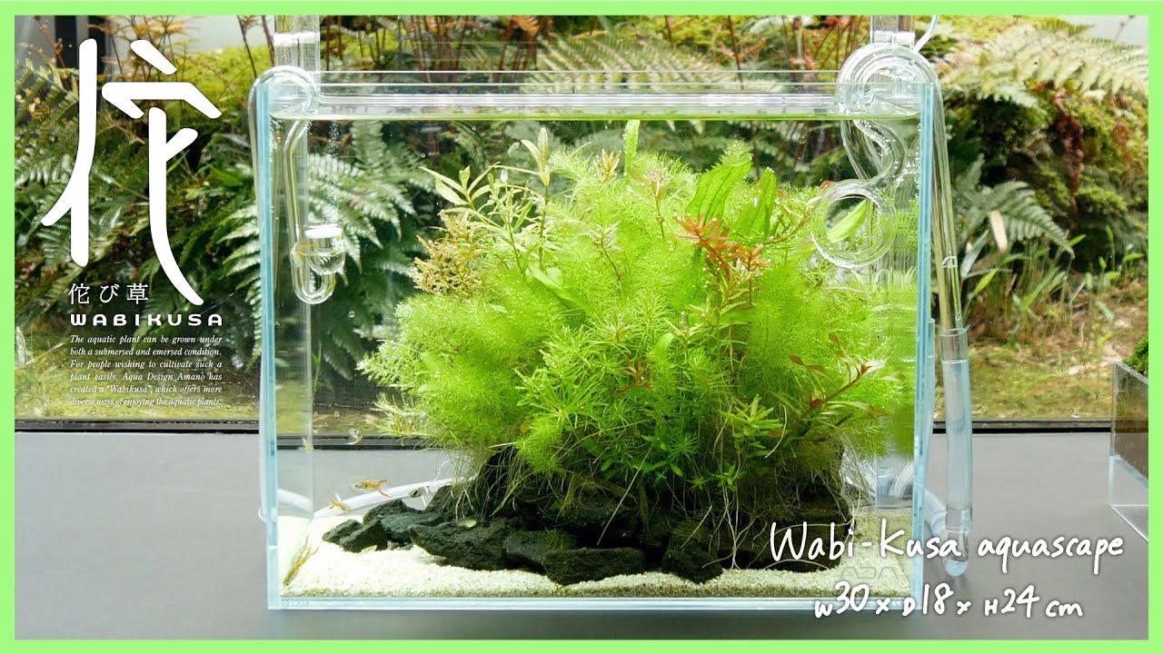 [ADAview] 水草本来の美しさを楽しむ佗び草水景 - Wabi-Kusa aquascape is to enjoy the true beauty of aquatic plants.