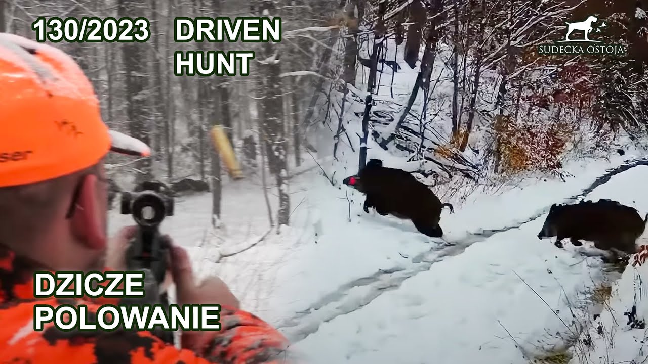 SUDECKA OSTOJA 130/2023 Polowanie zbiorowe - driven hunt Poland wildboar wildboars shotkam Jagd Hog
