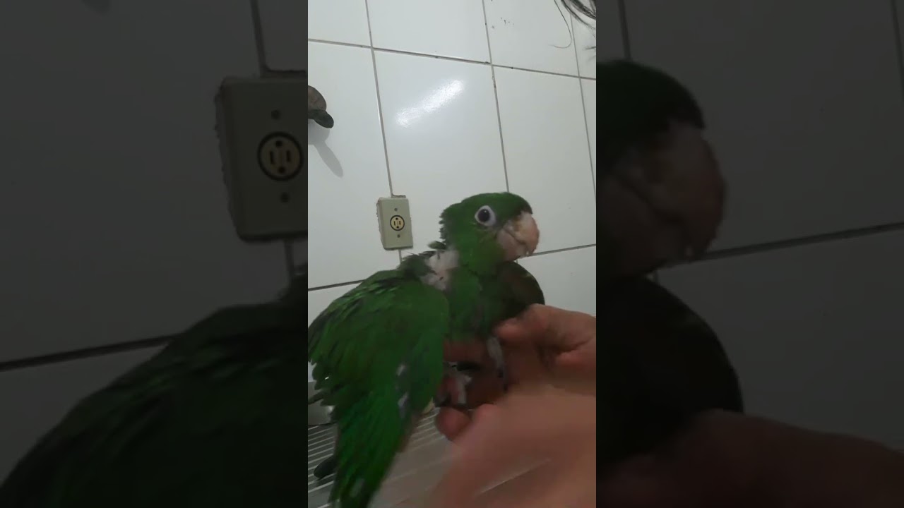 vamos faser papinha e alimentar o filhote de maritaca.