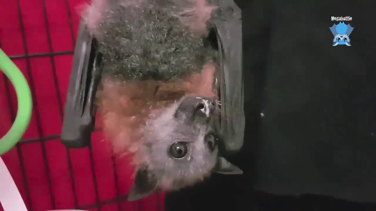 Juvenile flying-fox update:  this is Tim Tam