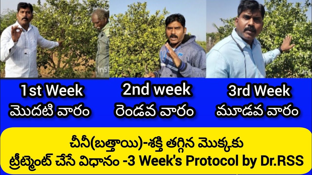 చీనీ(బత్తాయి)-శక్తి తగ్గిన మొక్కకు -treatment చేసే విధానం - 3 Weeks Protocol by dr rss.