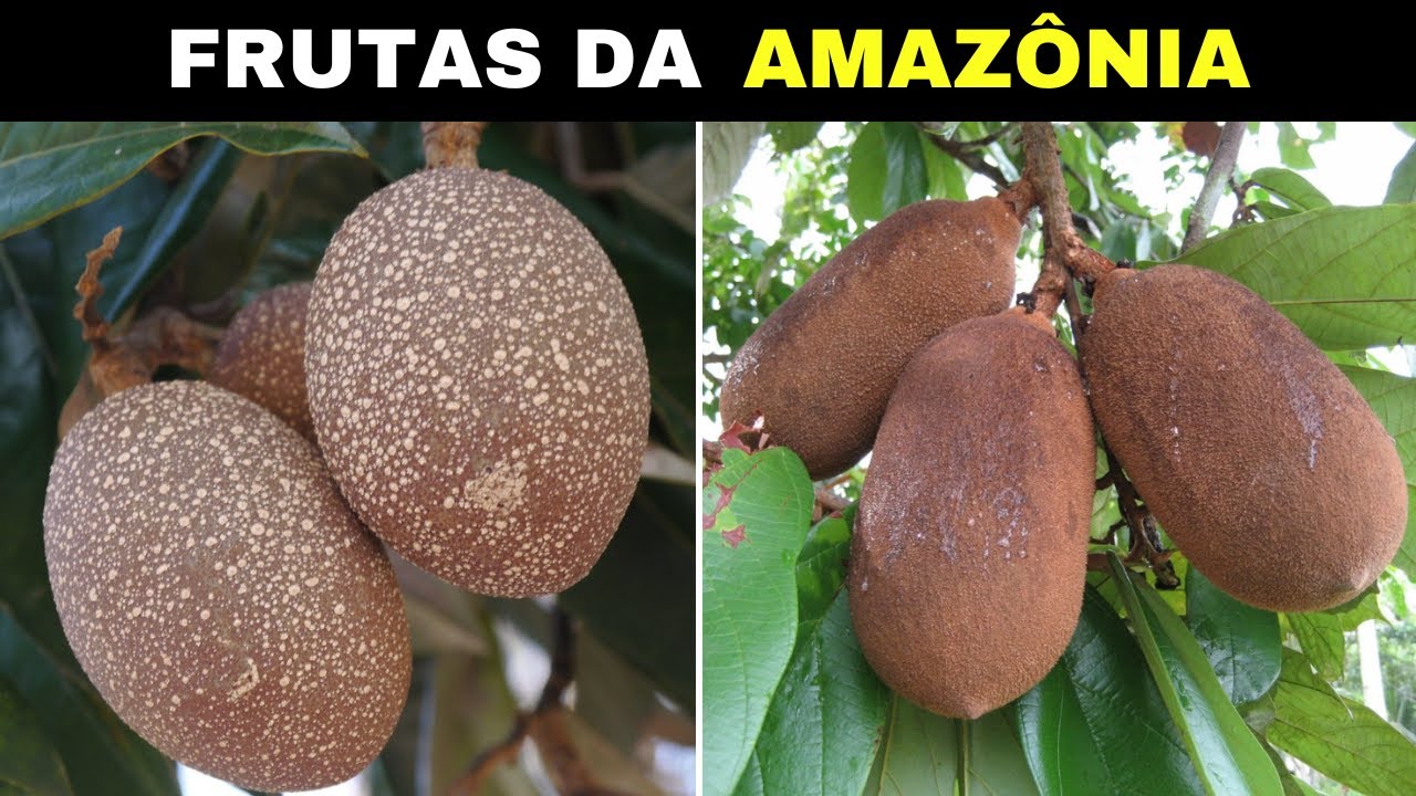 10 Frutas BRASILEIRAS Nativas da AMAZÔNIA Mais DIFERENTES e CURIOSAS