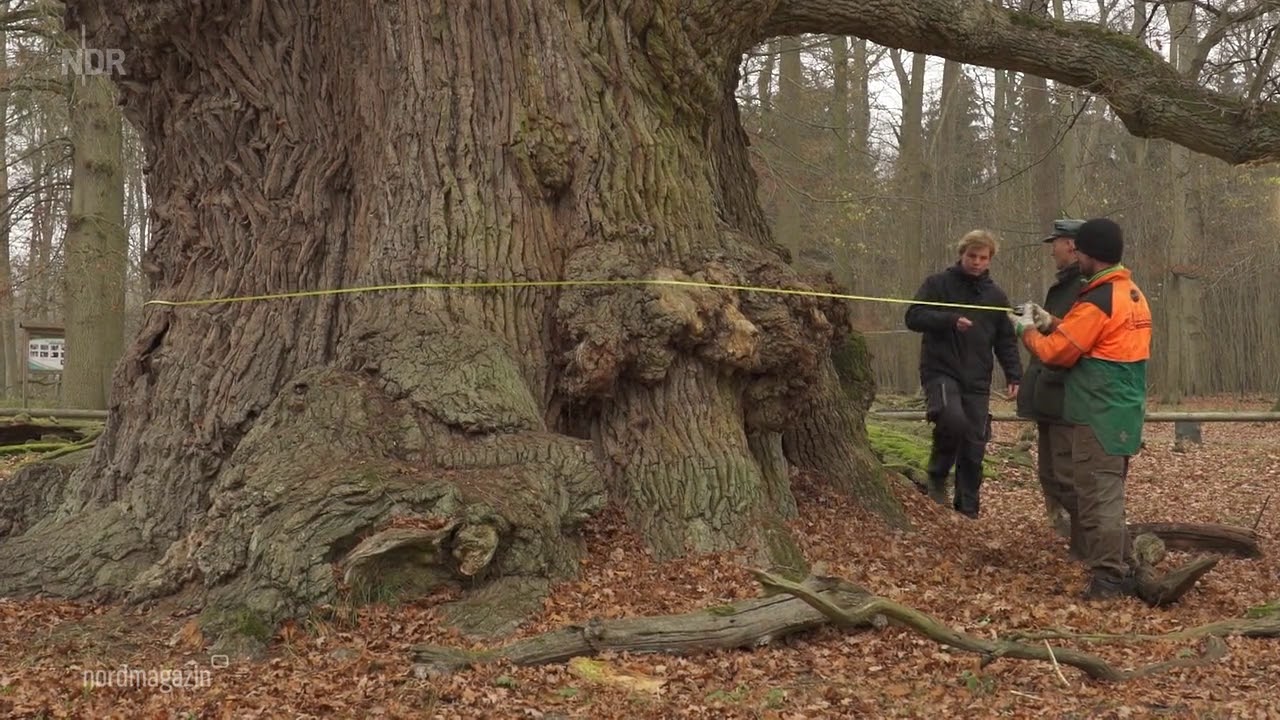 1000-j&auml;hrige Traubeneichen von Ivenack zeigen besondere F&auml;higkeiten