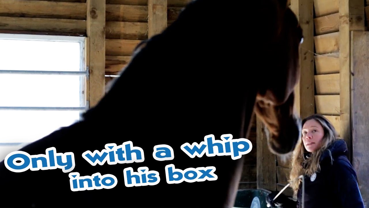 Aggressive dressage horse won't keep its distance - Food envy makes horse dangerous