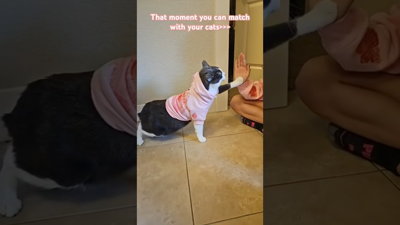 ⁠@jackstripeyandmila made a cat ppp hoodie 🥹 and got 5k likes & got a hoodie!! #pinkpalmpuff