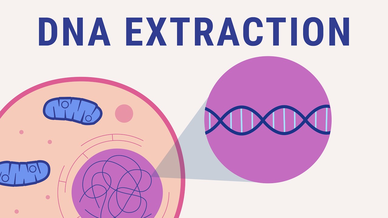 DNA extraction explained | biology animation