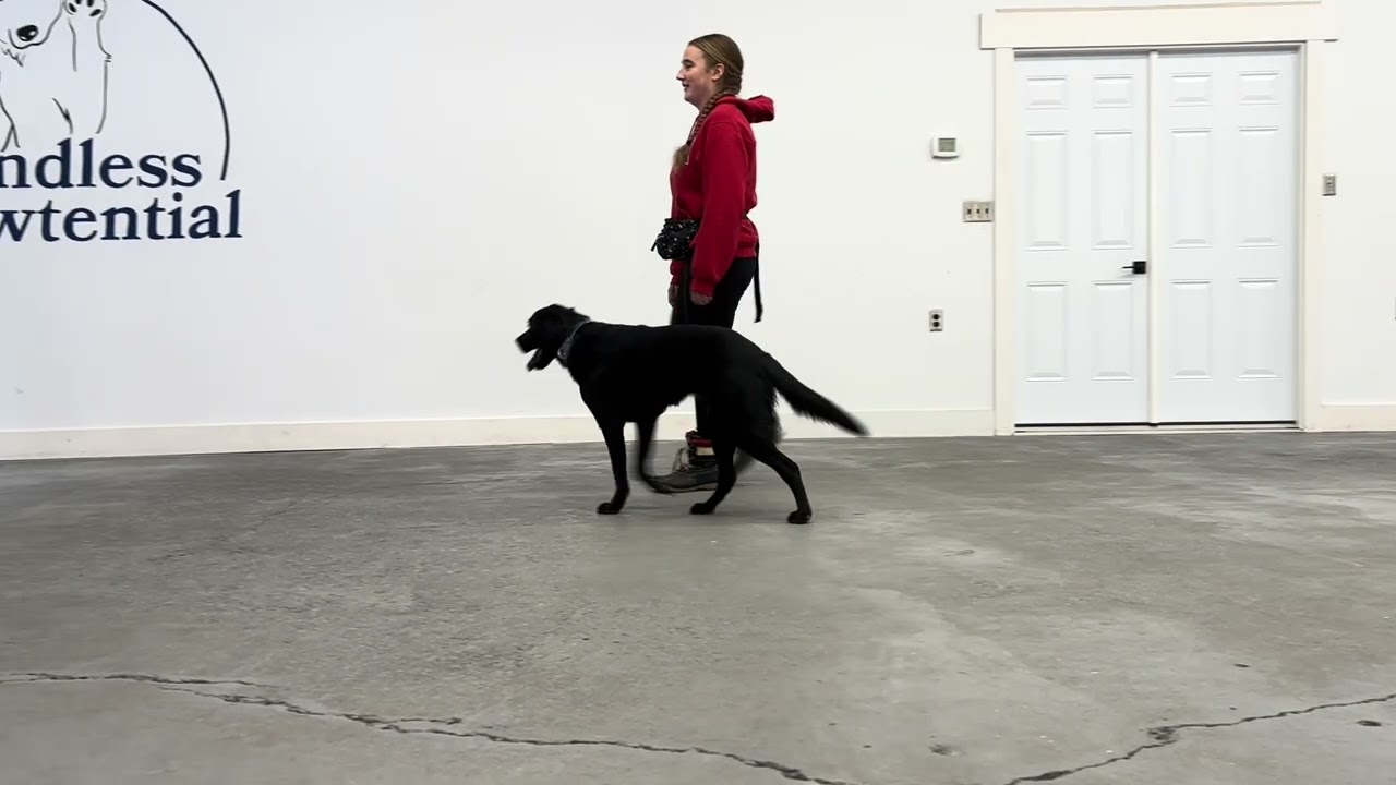 Ellie gait video 