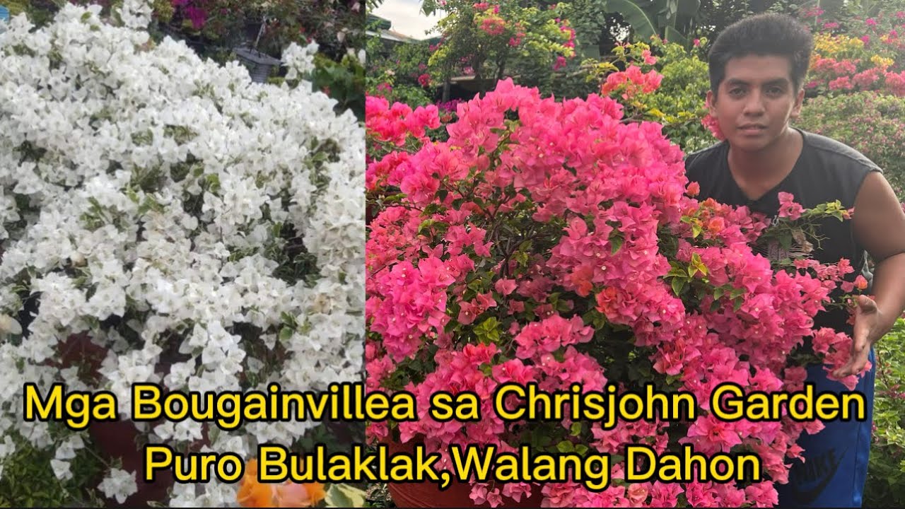 Mga Bougainvillea sa Chrisjohn Garden Puro Bulaklak,Walang Dahon